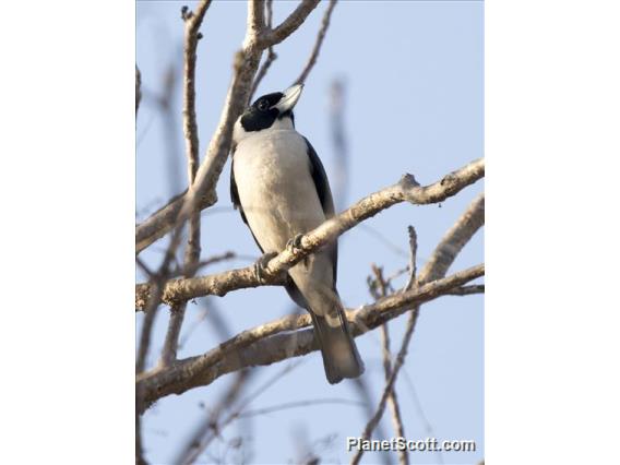 Lafresnaye's Vanga (Xenopirostris xenopirostris)