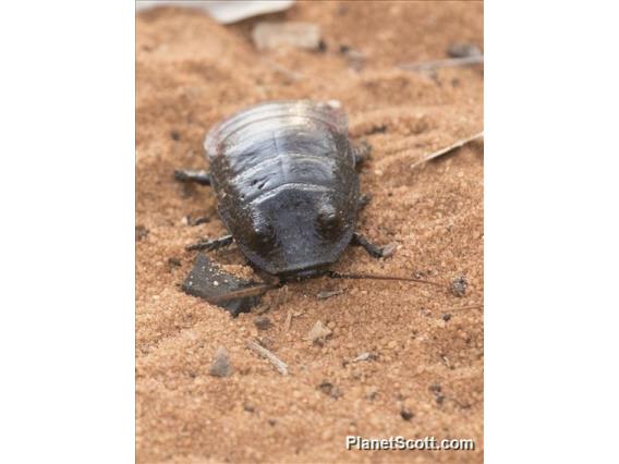 Madagascar Hissing Cockroach (Gromphadorhina portentosa)