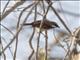 Red-tailed Vanga (Calicalicus madagascariensis)