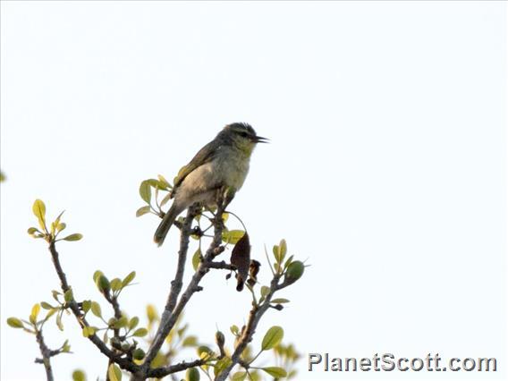 Stripe-throated Jery (Neomixis striatigula)