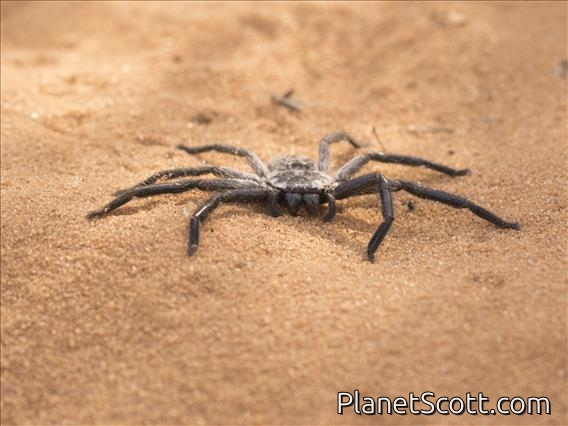 Huntsman Spider (Damastes sp)