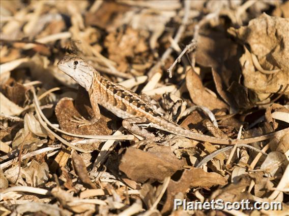 Three-eyed Lizard (Chalarodon madagascariensis)