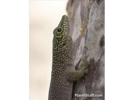 Standing's Day Gecko (Phelsuma standingi)