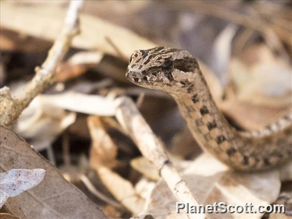 Common Big-eyed Snake (Mimophis mahfalensis)