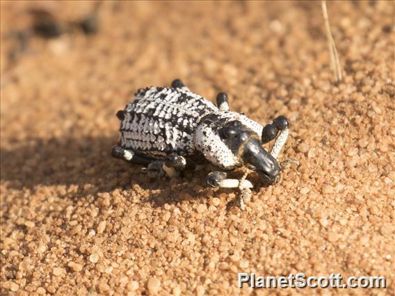 Rhytidophloeus Weevil (Rhytidophloeus rothschildi)