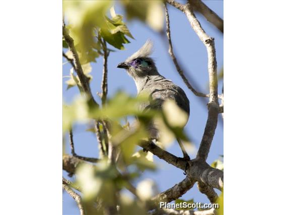 Crested Coua (Coua cristata)