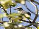 Crested Coua (Coua cristata)