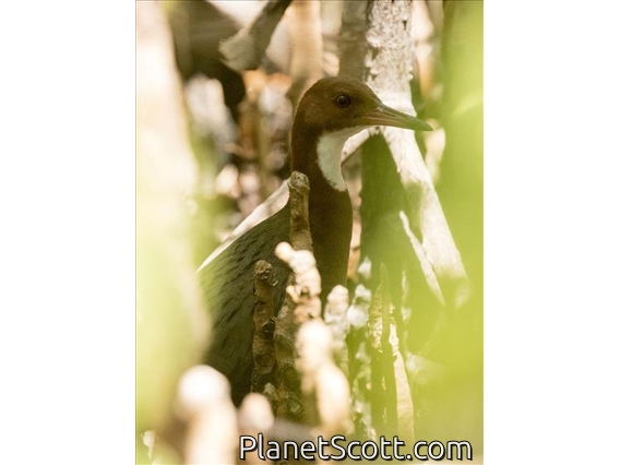 White-throated Rail (Dryolimnas cuvieri)