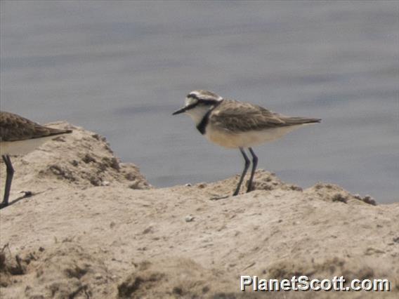 Madagascar Plover (Anarhynchus thoracicus)