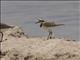 Madagascar Plover (Charadrius thoracicus)