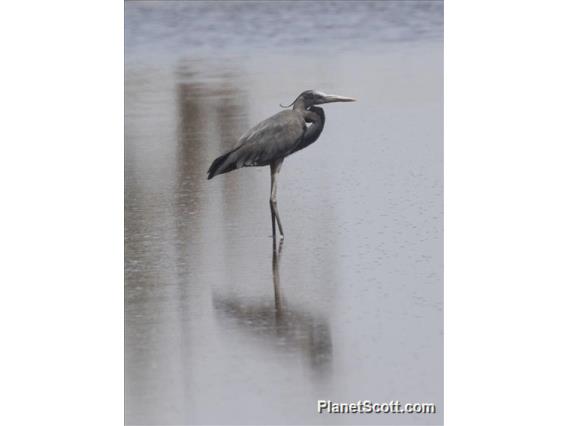 Humblot's Heron (Ardea humbloti)