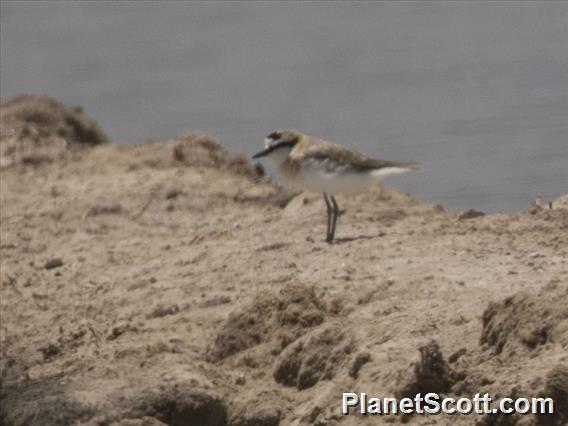 White-fronted Plover (Anarhynchus marginatus)