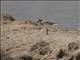 White-fronted Plover (Charadrius marginatus)