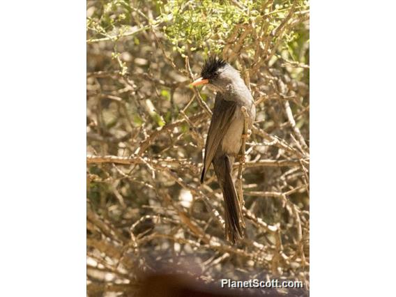 Madagascar Bulbul (Hypsipetes madagascariensis)