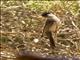 Madagascar Bulbul (Hypsipetes madagascariensis)