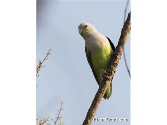 Gray-headed Lovebird (Agapornis canus)