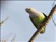 Gray-headed Lovebird (Agapornis canus)