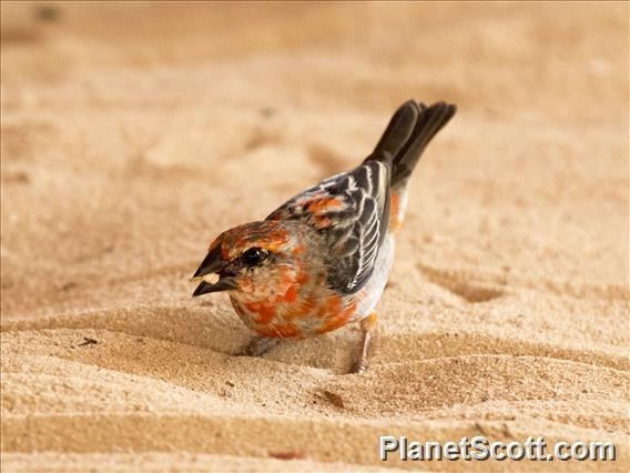 Red Fody (Foudia madagascariensis)