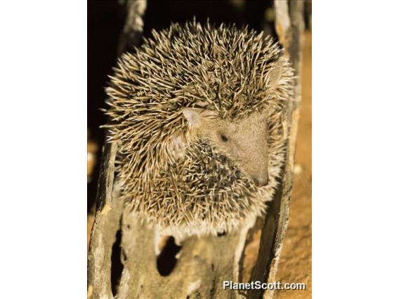 Lesser Hedgehog Tenrec (Echinops telfairi)