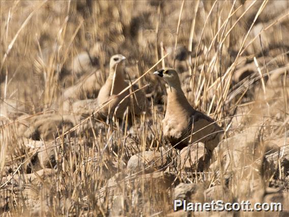 Madagascar Sandgrouse (Pterocles personatus)