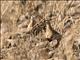 Madagascar Sandgrouse (Pterocles personatus)