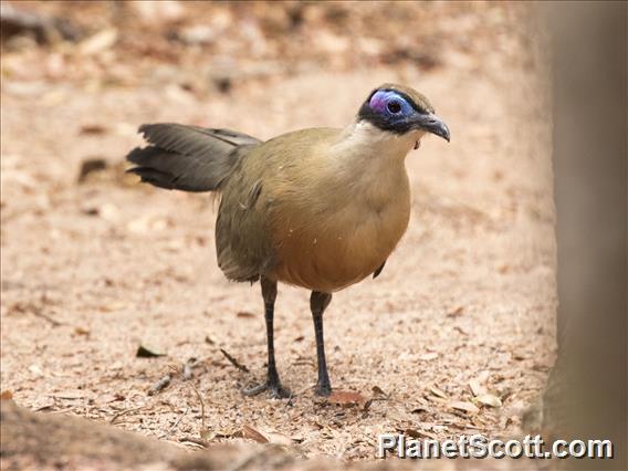 Giant Coua (Coua gigas)