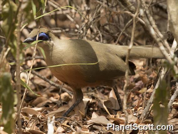 Coquerel's Coua (Coua coquereli)