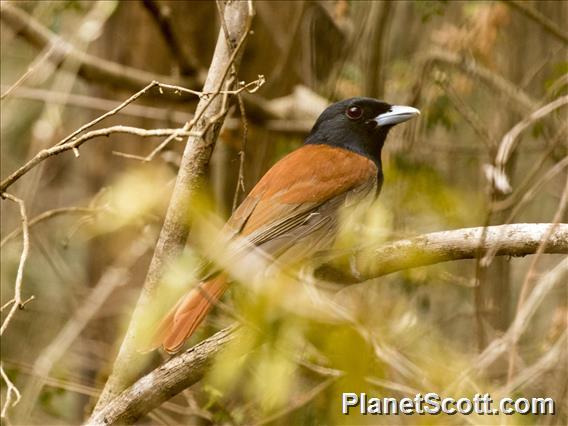 Rufous Vanga (Schetba rufa)