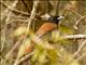 Rufous Vanga (Schetba rufa) - Male