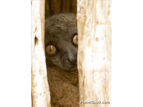 Zombiste Sportive Lemur (Lepilemur hubbardorum)