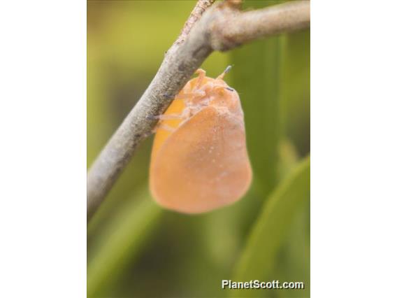 Madagascan Flatid Leaf Bug (Phromnia rosea)