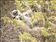 Verreauxs Sifaka (Propithecus verreauxi)