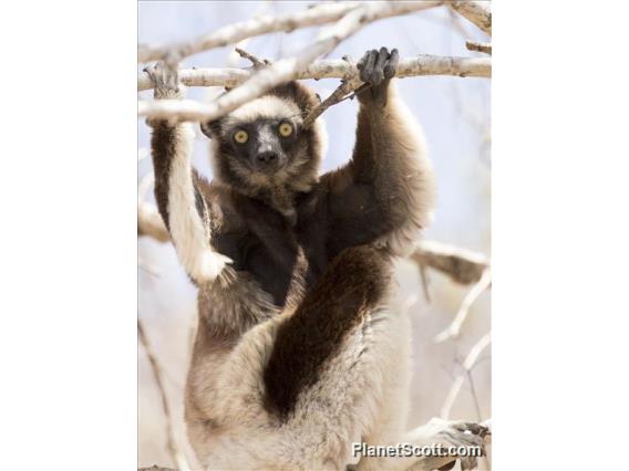 Verreaux's Sifaka (Propithecus verreauxi)