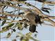 Madagascar Cuckoo (Cuculus rochii)