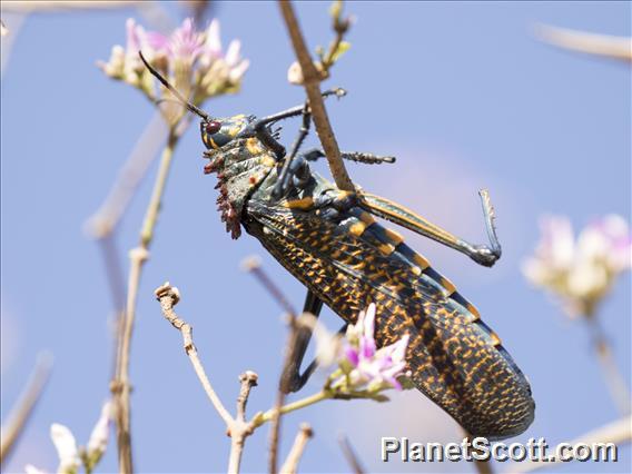 Rainbow Milkweed Locust (Phymateus saxosus)