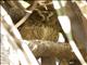 Madagascar Scops-Owl (Otus rutilus)