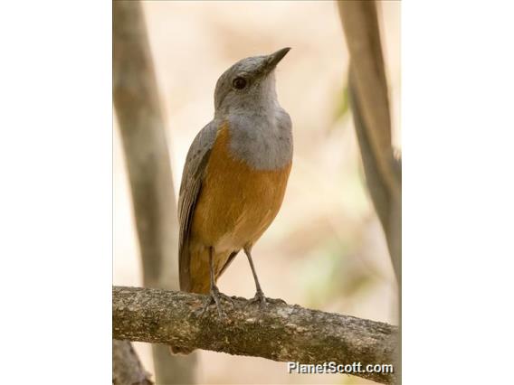 Forest Rock-Thrush (Monticola sharpei)