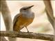 Forest Rock-Thrush (Monticola sharpei) - Male