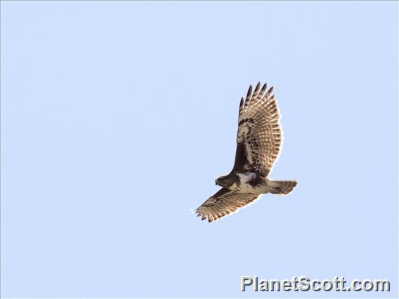 Madagascar Buzzard (Buteo brachypterus)