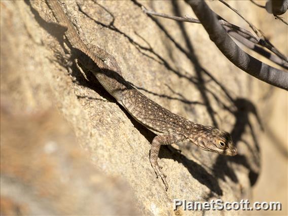 Dumeril's Madagascar swift (Oplurus quadrimaculatus)