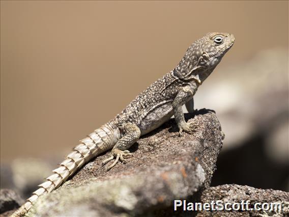 Merrem's Madagascar Swift (Oplurus cyclurus)