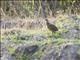 Madagascar Partridge (Margaroperdix madagarensis) - Female