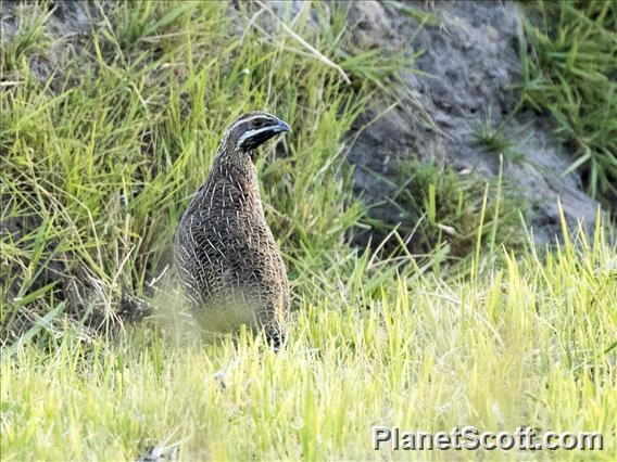 Madagascar Partridge (Margaroperdix madagarensis)