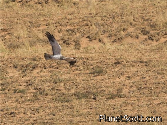 Malagasy Harrier (Circus macrosceles)