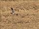 Madagascar Harrier (Circus macrosceles) - Male