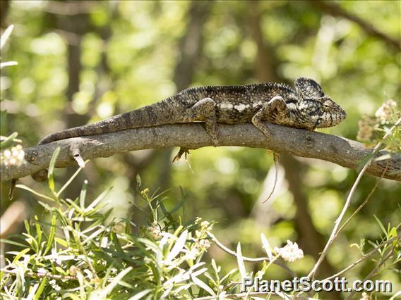 Oustalet's Chameleon (Furcifer oustaleti)