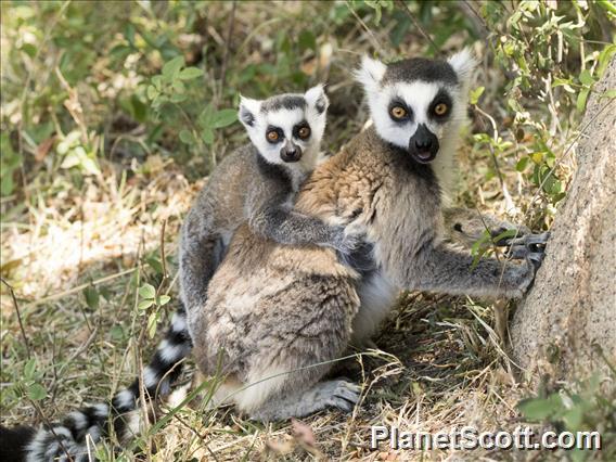 Ring-tailed Lemur (Lemur catta)