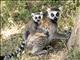 Ring-tailed Lemur (Lemur catta)