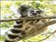 Ring-tailed Lemur (Lemur catta)