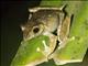 Madagascar Brown Tree Frog (Boophis madagascariensis)